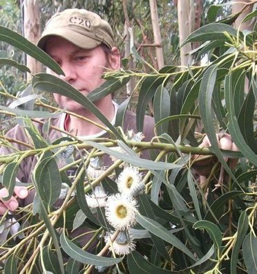 Pfefferminz-Eukalyptus Eucalyptus radiata / Verströmt ätherische Öle ! Samen