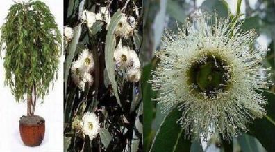 Pfefferminz-Eukalyptus Samen Frühjahrsschmuck Schmuck für das Fenster den Garten Duft