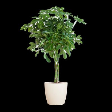 Schefflera Arboricola Nora - Strahlenaralie - Zimmerpflanze - 70cm - Ø21cm + Topf