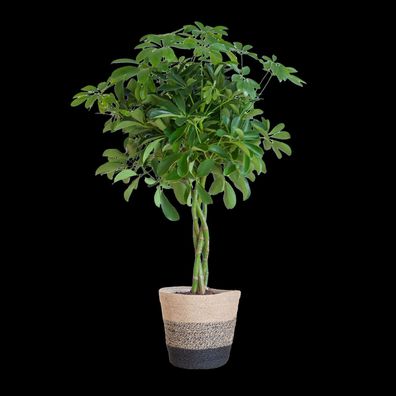 Schefflera Arboricola Nora - Strahlenaralie - Zimmerpflanze - 70cm - Ø21cm + Korb