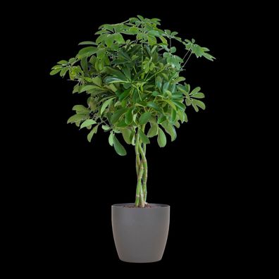 Schefflera Arboricola Nora - Strahlenaralie - Zimmerpflanze - 70cm - Ø21cm + Topf G