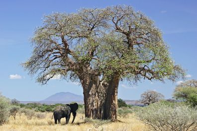 Baobab - Affenbrotbaum - Adansonia digitata 3+ Samen Gx 181