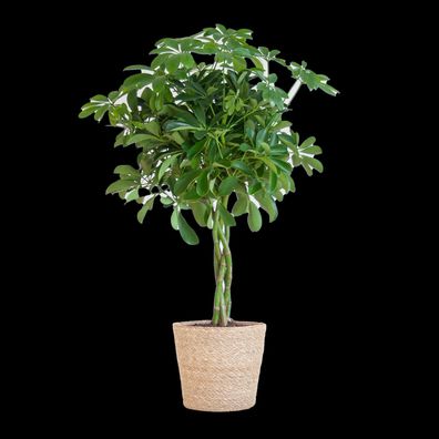 Schefflera Arboricola Nora - Strahlenaralie - Zimmerpflanze - ?70cm - Ø21cm + Korb So