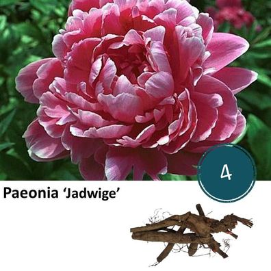 Paeonia Jadwige - Pfingstrose - 4 Stück