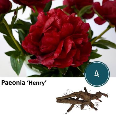 Paeonia Henry - Pfingstrose - 4 Stück