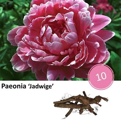 Paeonia Jadwige - Pfingstrose - 10 Stück