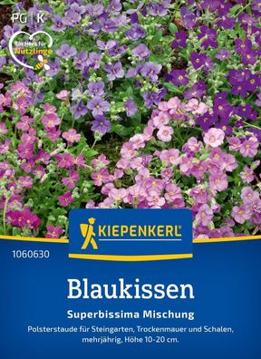 Blaukissen Superbissima Mix, Polsterstaude für Steingärten, Trockenmauern und