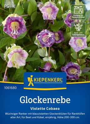 Glockenrebe Violette Cobaea, Wüchsiger Ranker für Beet und Kübel - Höhe