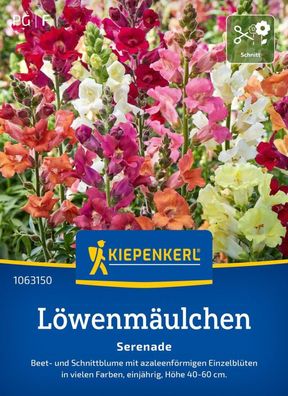 Löwenmäulchen Serenade, Beet- u Schnittblume mit azaleenförmigen Blüten