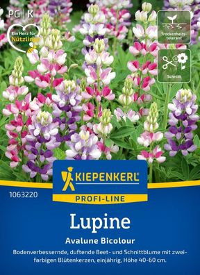 Lupine Avalune Bicolour, Bodenverbessernde Beet- u Schnittblume - Höhe 40-60 cm