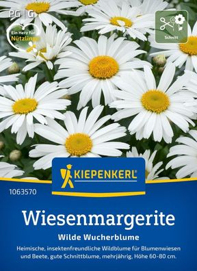 Wiesenmargerite, Heimische, insektenfreundliche Wildblume für Blumenwiesen