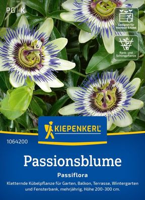 Passionsblume Passiflora, Kletternde Kübelpflanze - mehrjährige Rank- u