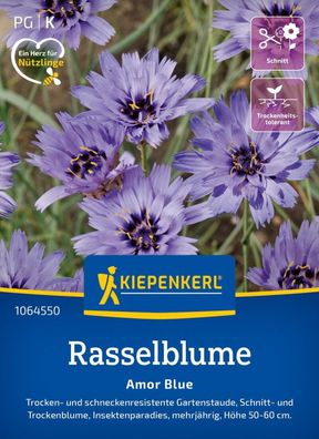 Rasselblume Amor Blue, Trocken- u schneckenresistente Gartenstaude