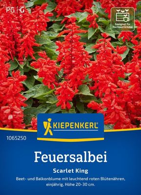 Feuersalbei Scarlet King, Beet- u Balkonblume - Höhe 20-30 cm