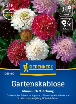 Gartenskabiose Mammuth Mischung, Nektarspender für Schmetterlinge und Bienen