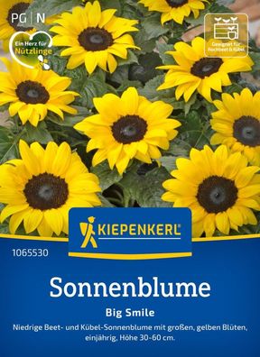 Sonnenblume Big Smile, niedrige Beet- u Kübel-Sonnenblume - Höhe 30-60 cm