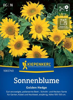 Sonnenblume Golden Hedge, gut verzweigte, pollenarme Beet-, Schnitt- u