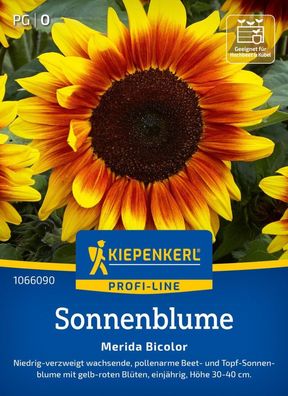 Sonnenblume Merida Bicolor, F1, Niedrig-verzweigte Topf-Sonnenblume