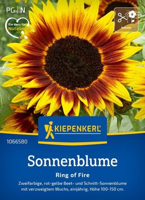 Sonnenblume Ring of Fire, Beet- und Schnitt-Sonnenblume mit verzweigtem Wuchs