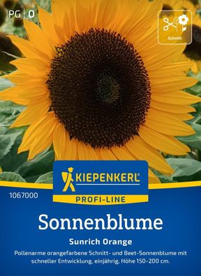 Sonnenblume Sunrich Orange, F1, Pollenarme Schnitt- u Beet-Sonnenblume - Höhe