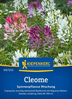 Cleome Spinnenpflanze Mischung, buschig wachsende Beetblume - Höhe 80-100 cm