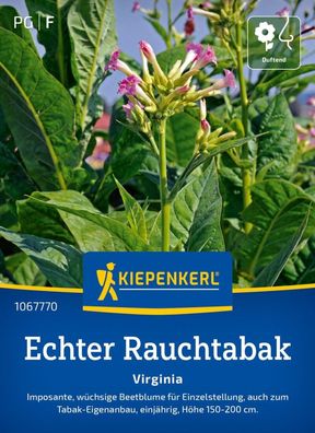 Echter Rauchtabak Virginia, Imposante, wüchsige Beetblume - zum