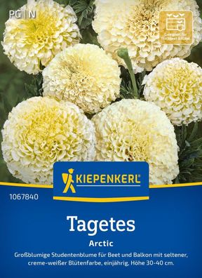 Tagetes Artic, Großblumige Studentenblume für Beet und Balkon - Höhe 30-40 cm