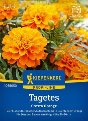 Tagetes Cresto Orange, Robuste Studentenblume für Beet und Balkon - Höhe