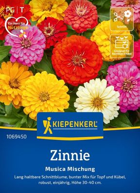Zinnie Musica Mischung, Lange haltbare Schnittblume für Topf u Kübel