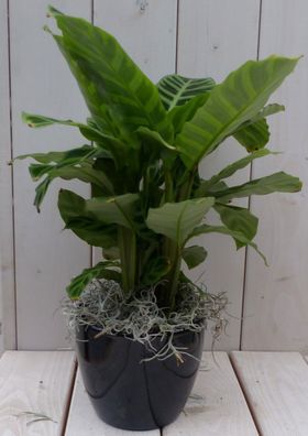 Calathea grünes Blatt schwarz/anthrazit Topf 40 cm Garden of Warfare Natürlich Wa