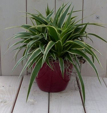 Chlorophytum in dunkelrotem Topf 25 cm Warentuin Natuurlijk Warentuin natuurlijk