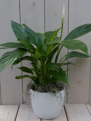 Löffelpflanze Spathiphyllum weißer Topf 40 cm Gärtner natürlich Warentuin natuurl