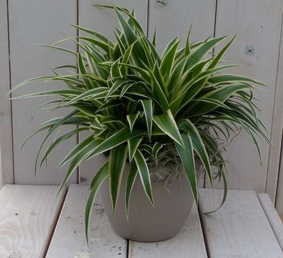 Chlorophytum in taupe Topf 25 cm Warentuin Natuurlijk Warentuin natuurlijk