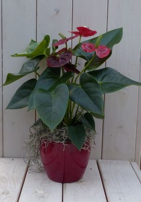 Flamingo Pflanze Anthurium rot in rotem Topf 40 cm Garten Geschichte Warentuin na