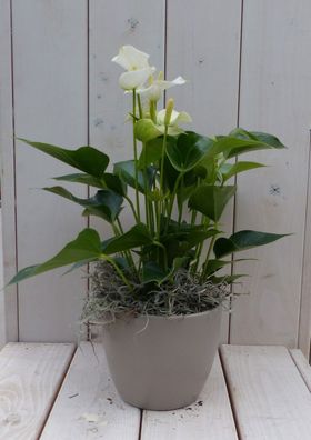 Flamingopflanze Anthurium weiß in taupefarbenem Topf 40 cm Naturally Warentuin na