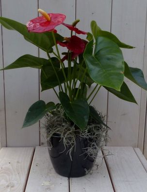 Flamingopflanze Anthurium rot in schwarz/anthrazitfarbenem Topf 40 cm Naturally W