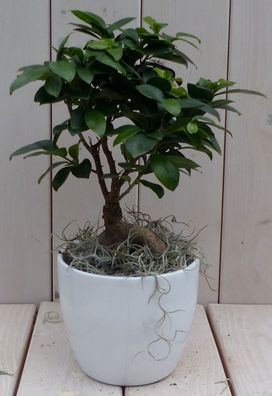 Bonsai Ficus microcarpa weiß Topf 30 cm Warentuin Natuurlijk Warentuin natuurlijk