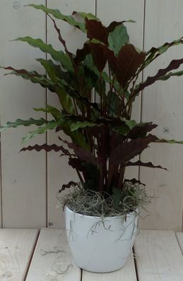 Calathea rot Blatt weiß Topf 40 cm Warentuin Natuurlijk Warentuin natuurlijk