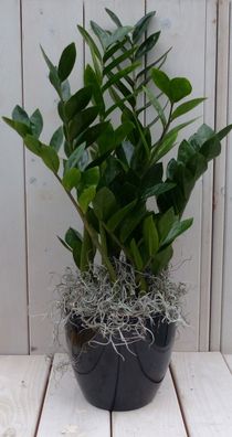 Zamioculcas in schwarz/anthrazit Topf 55 cm Warentuin Natuurlijk Warentuin natuur