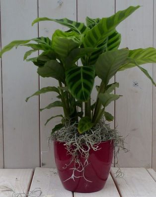 Calathea grünes Blatt rot Topf 40 cm Warentuin Natuurlijk Warentuin natuurlijk