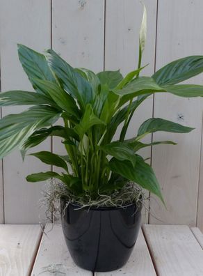 Löffelpflanze Spathiphyllum schwarz/anthrazit Topf 40 cm Warentuin Natuurlijk War