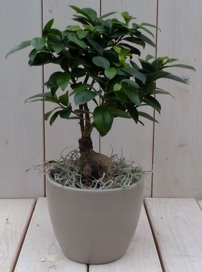 Bonsai Ficus microcarpa taupe Topf 30 cm Garden of Warfare Natürlich Warentuin na