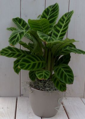 Calathea grünes Blatt taupe Topf 40 cm Warentuin Natuurlijk Warentuin natuurlijk