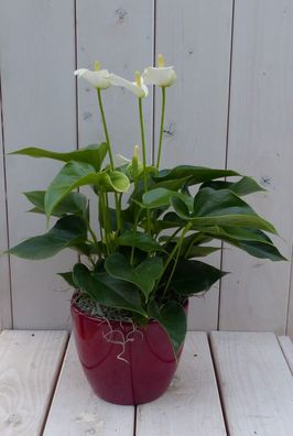 Flamingo Pflanze Anthurium weiß in rotem Topf 40 cm Garten Geschichte Warentuin n