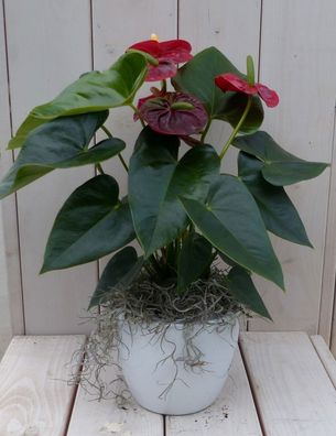 Flamingo Pflanze Anthurium rot in weißem Topf 40 cm Garten Geschichte Warentuin n