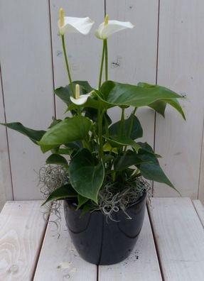 Flamingo Pflanze Anthurium weiß in schwarz/anthrazit Topf 40 cm Warentuin Natuurlij