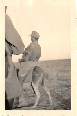 DAK Afrikakorps Esel mit deutschen Soldat in El Alamein Ägypten