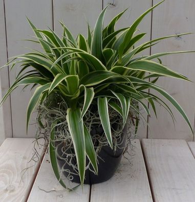 Chlorophytum in schwarz/anthrazit Topf 25 cm Warentuin Natuurlijk Warentuin natuu