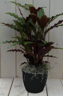 Calathea rot Blatt schwarz/anthrazit Topf 40 cm Gärtner Natürlich Warentuin natuu