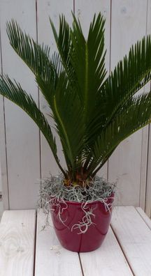 Palmfarn Friedenspalme im roten Topf 50 cm Naturally Warentuin natuurlijk